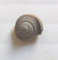 Gastropod  Glabrocinculum fossil.jpg