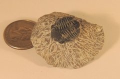 Phacops Trilobite Fossil, Morocco a.jpg