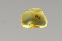 Baltic Amber Gemstone, Fossil, Formicidae, Ant 0.jpg