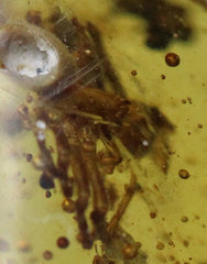Burmese-Amber-Fossil-Insect-Inclusion-Caddisfly-group-Spider-30mm-15.65ct 0.jpg