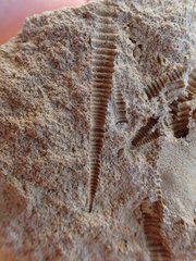 Brachiopod Fossil with Tentculites A.jpg