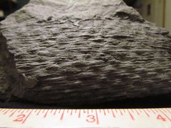 Lepidodendron (Scale Tree) Fossil specimen a.jpg