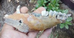 Sus scrofa jaw from Pleistocene Russia.