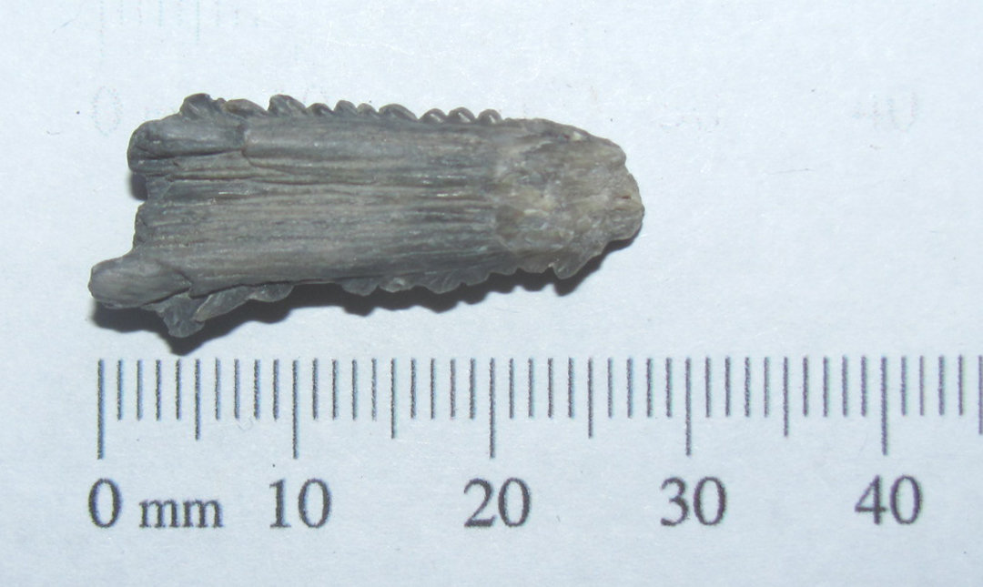 Ray Stinger Barb fossil a.JPG