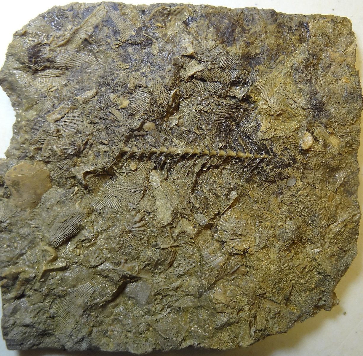 Bryozoans - Mississippian Period - Archimedes with Arms, in Matrix 1.jpg