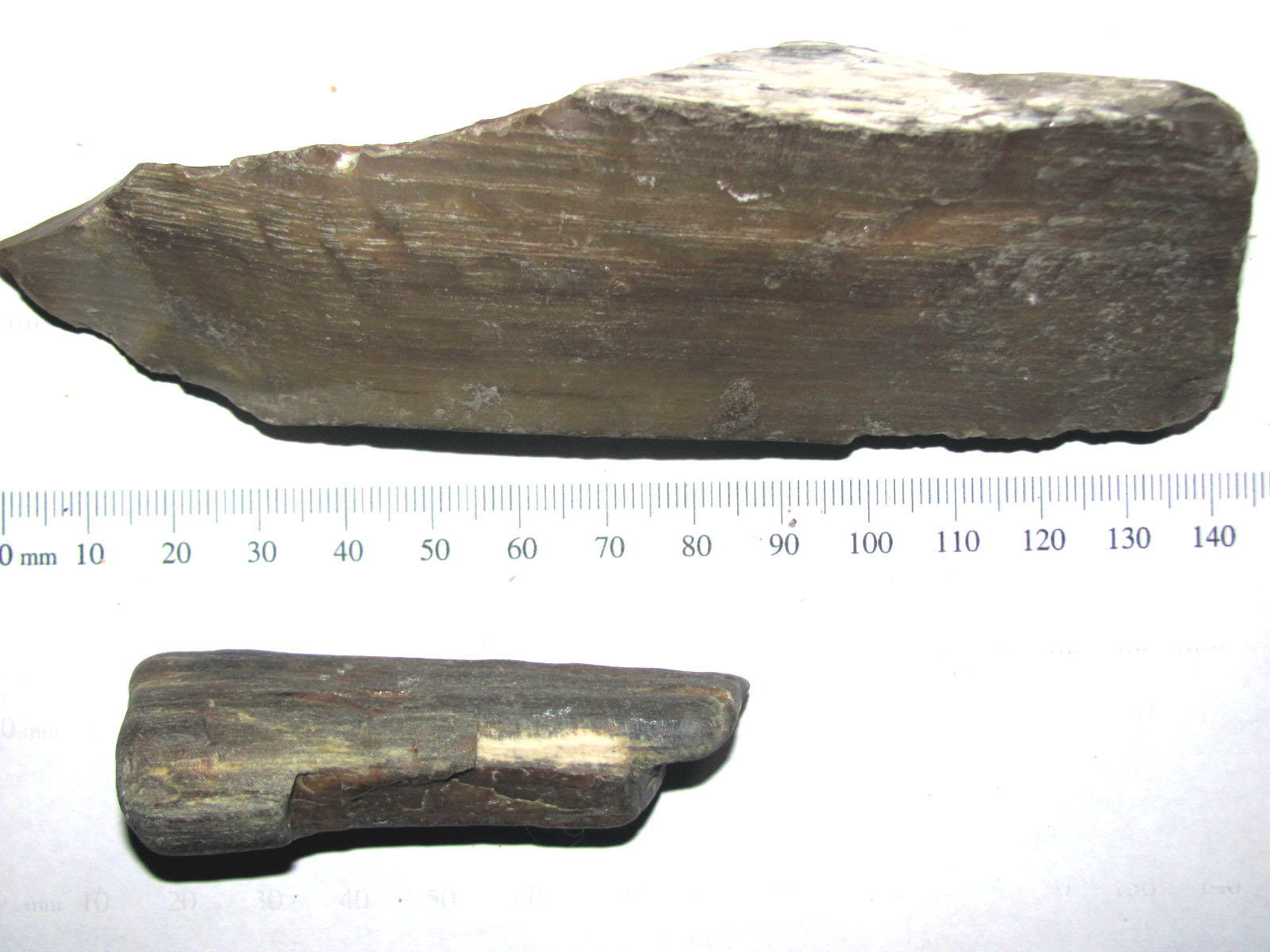 Petrified Wood - Nebraska 1.JPG