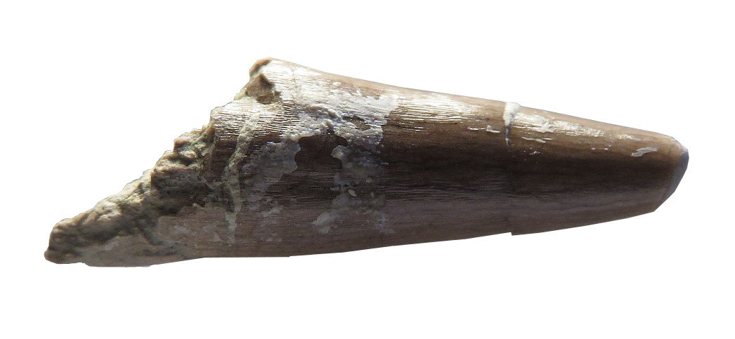 Crocodile tooth (?) - Members Gallery - The Fossil Forum