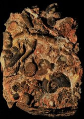 Hashplate from the Triassic, Lower Carnian,  Lower Julian Aon Zone