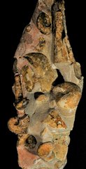 Plate from the Triassic/Carnian/upper Julian austriacum Zone