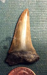 Big Goblin Shark Lateral Tooth from Ramanessin Brook