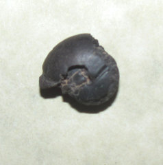 Goniatites Ammonite a.jpg