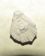 Neithea or Pecten Fossil a.jpg