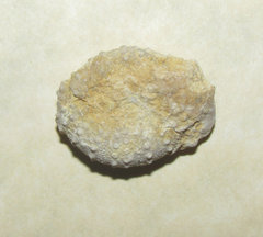 Loriolia echinoid Fossil a.jpg