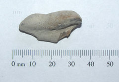 Dolphin Inner Ear Bone Fossil a.JPG