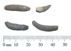Dolphin Teeth Fossils.JPG