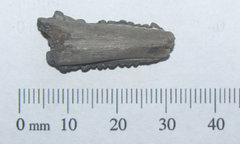 Ray Stinger Barb fossil a.JPG