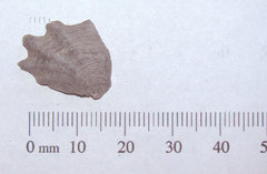 Plicatula marginata 1a.JPG