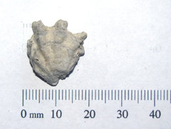 Plicatula marginata 1a.JPG