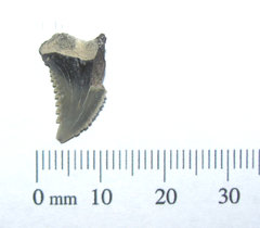Hemipristis serra SHARK TOOTH section 1a.JPG