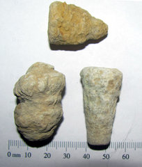 Conostichus - Sea Anemone Burrow Fossils 1.jpg