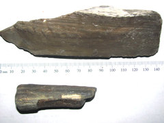 Petrified Wood - Nebraska 1.JPG