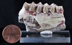 Oreodont Fossil Jaw Bone with Teeth 1.jpg