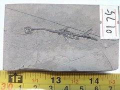 Keichousaurus Fossil 1.jpg