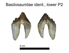 Basilosauridae Premolar
