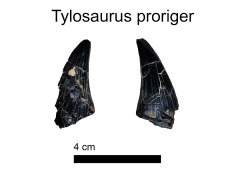 Tylosaurus proriger tooth
