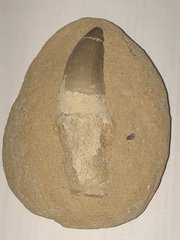 Prognathodon Tooth from Morocco