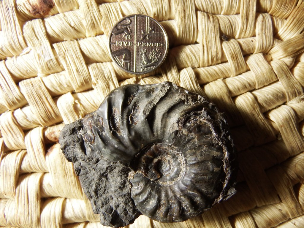 Mystery ammonite red.jpg