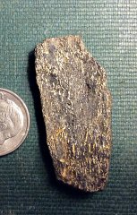 Reptile Bone Fragment from Big Brook, N.J.