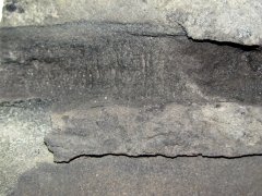 Artisia fossil