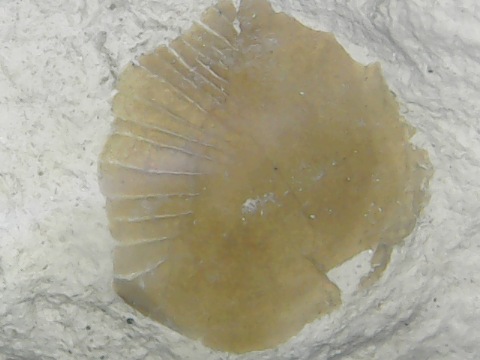 ichthyodectiformes 2.jpg