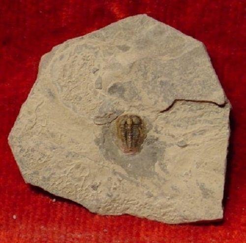 Trilobite Brachyaspidion microps.jpg