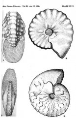 Spathites puercoensis (Herrick & Johnson, 1900)