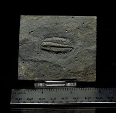 Ogygopis sp. Trilobite