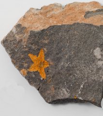 Starfish Fossil Stenaster