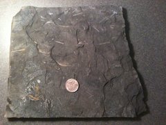 Graptolite Fossil Plate