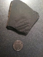 Triarthrus eatoni fossil from VT
