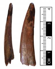 Siroccopteryx tooth