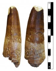 Spinosaurid Tooth