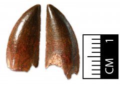 Abelisaurid Tooth