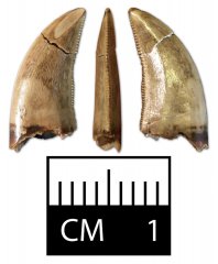 Saurornitholestes tooth