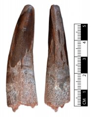 Spinosaurid tooth