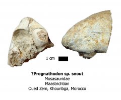 Prognathodon premaxilla