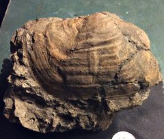Big Bivalve from the Merchantville Formation