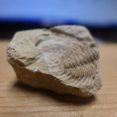 Kettneraspis Trilobite1.jpg