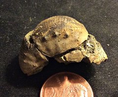 Partial Cretacous Ammonite from the Merchantville Formation, N.J.