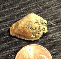 Cast of Bivalve Shell from the Merchantville Formation, N.J.